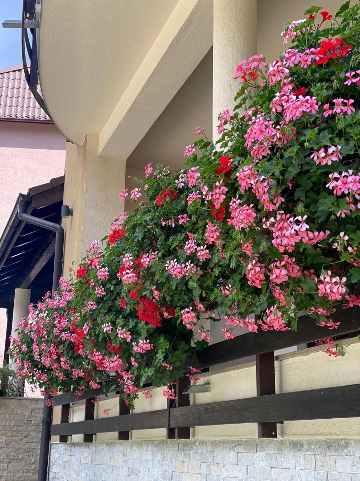 Poiana Ski Residence Apartment 5 Poiana Brasov Εξωτερικό φωτογραφία